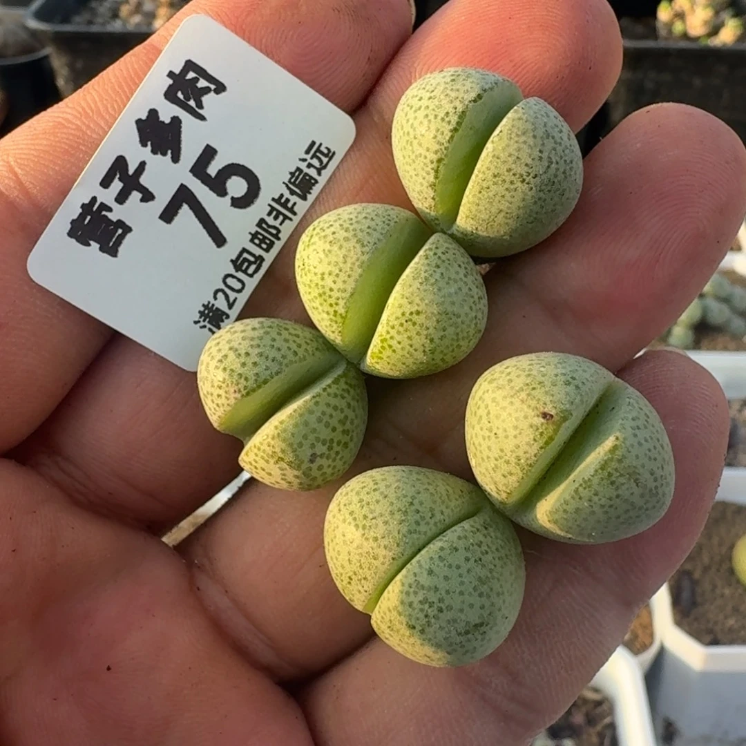 绿帝玉。