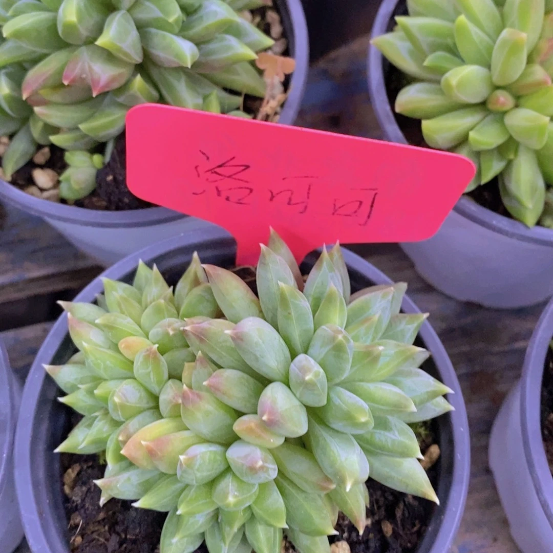 双十一专场，晚上10号