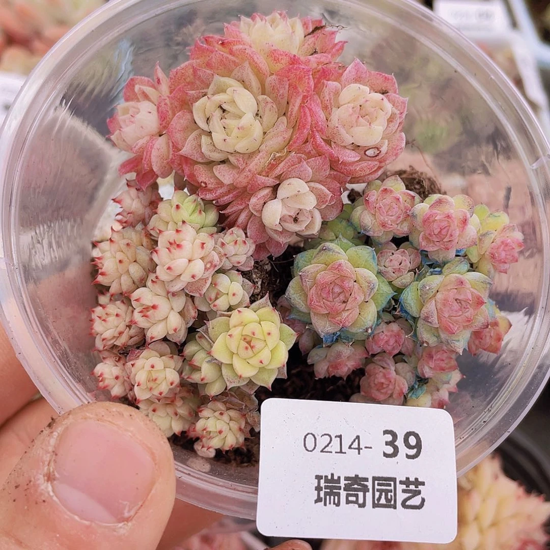 000000000000039量拍