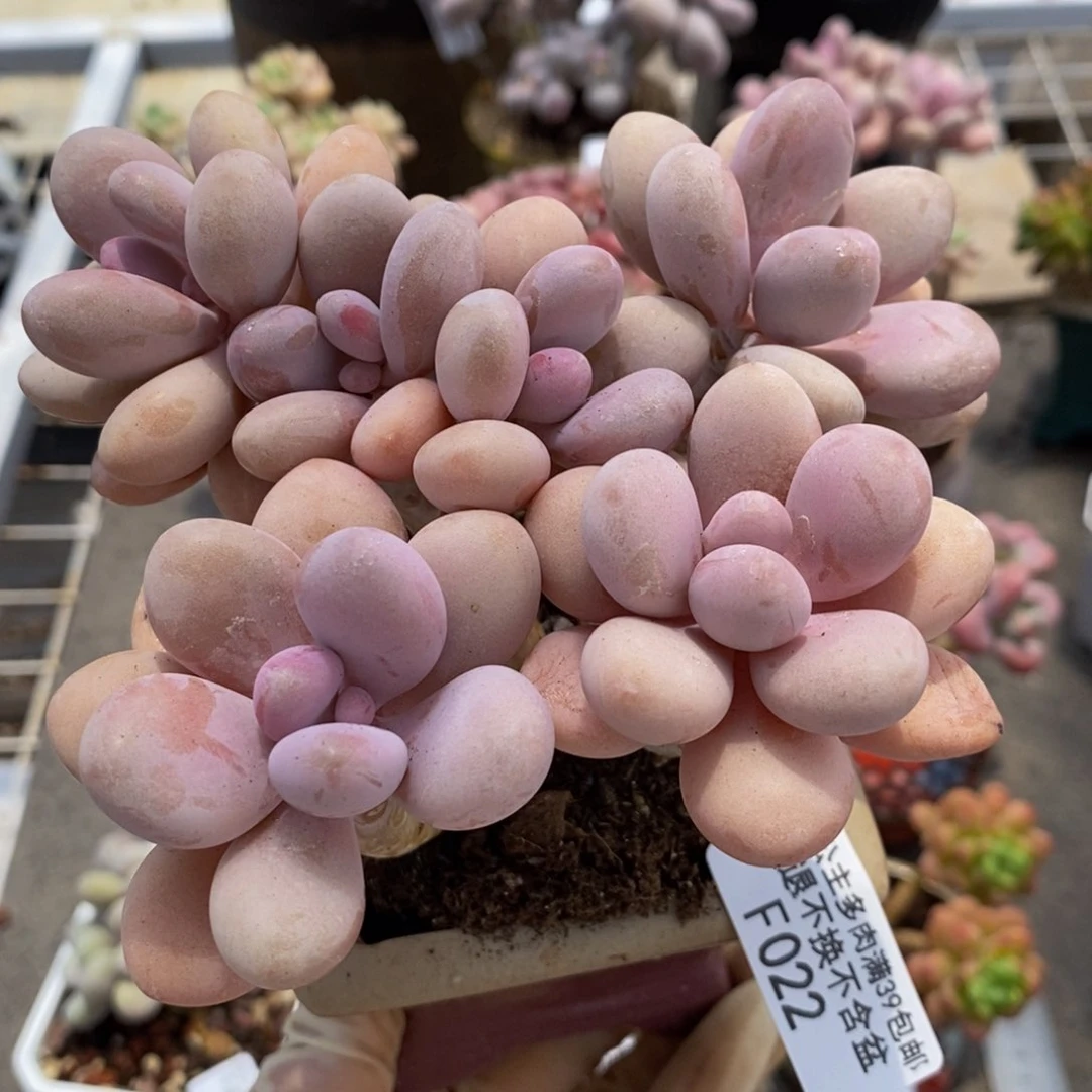 糖果桃蛋022/10c m