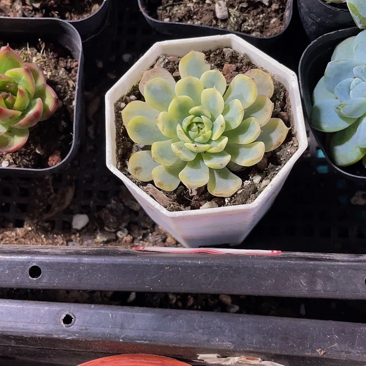 八角盆姬莲锦带哦土