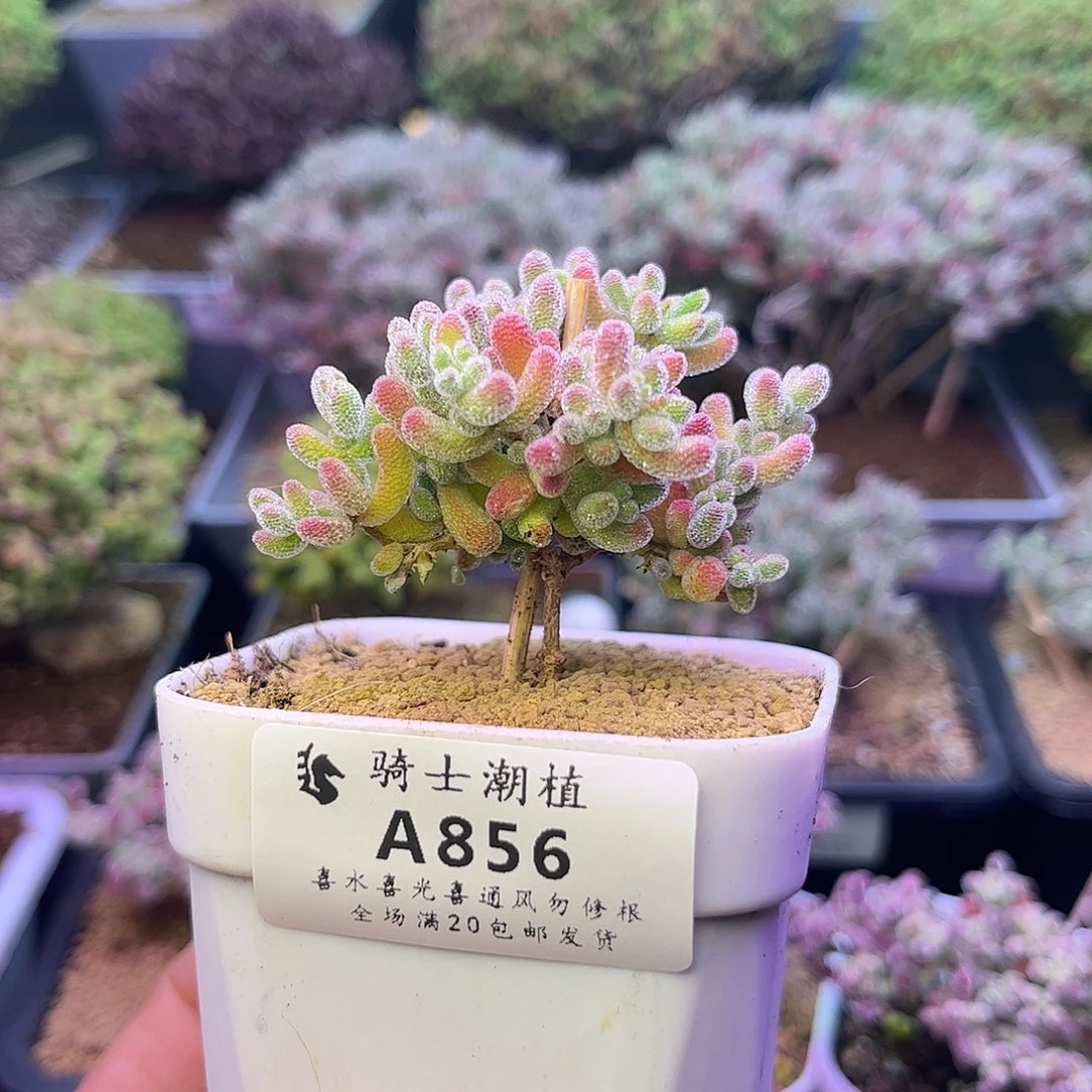 856优选冰晶枝干番杏