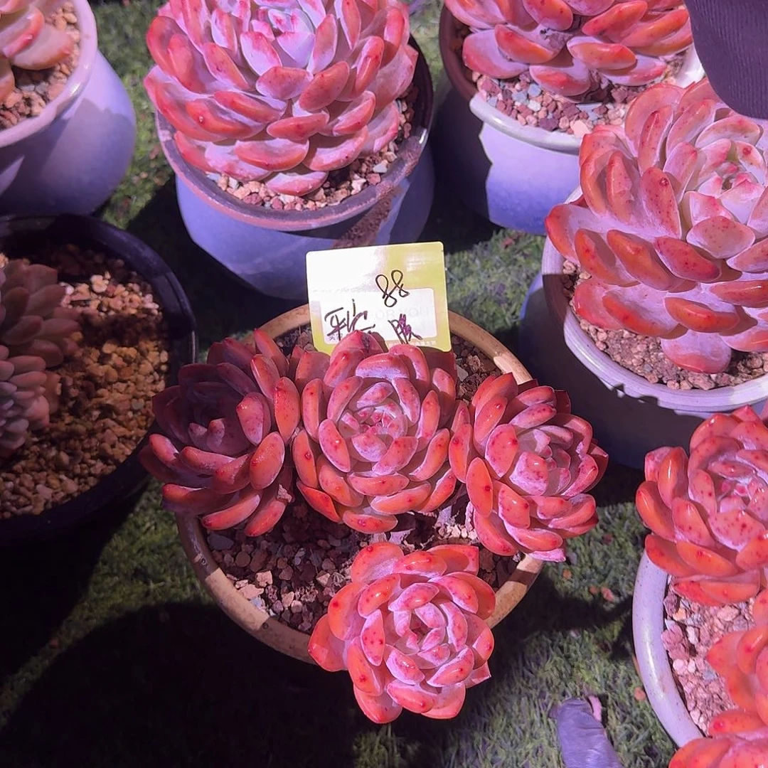 平***福橙梦露群生一颗脱土发货