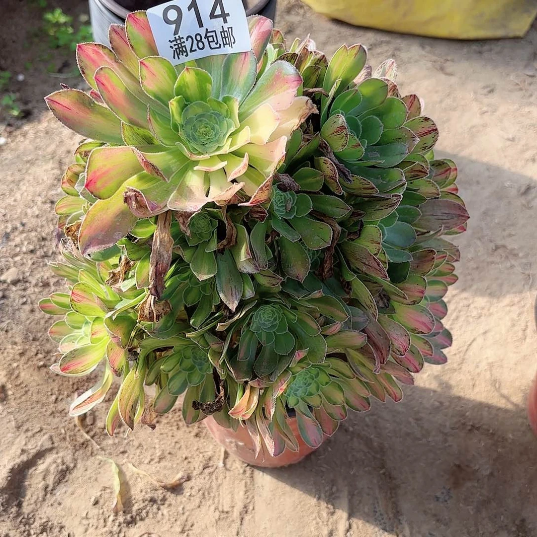 O. 914霓裳多肉1111