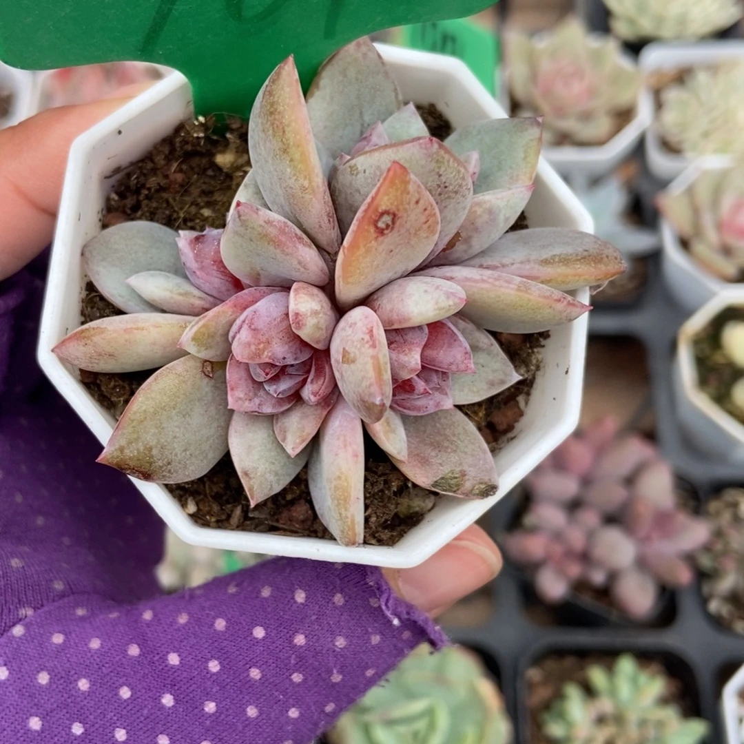 761德国香槟多肉植物