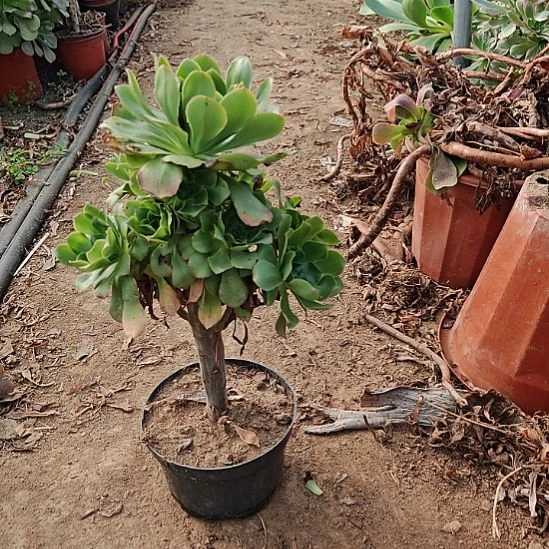 君美丽加急发货了9