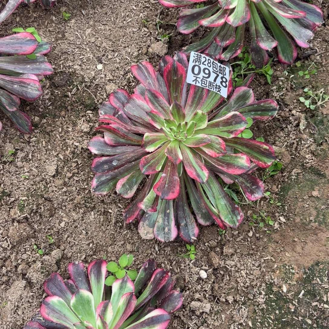 G. 978同花顺多肉12233