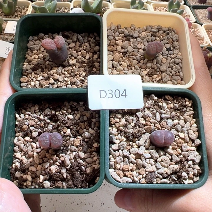 304。 随机一颗福利。