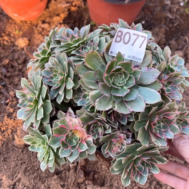 莲花座多肉微瑕077.