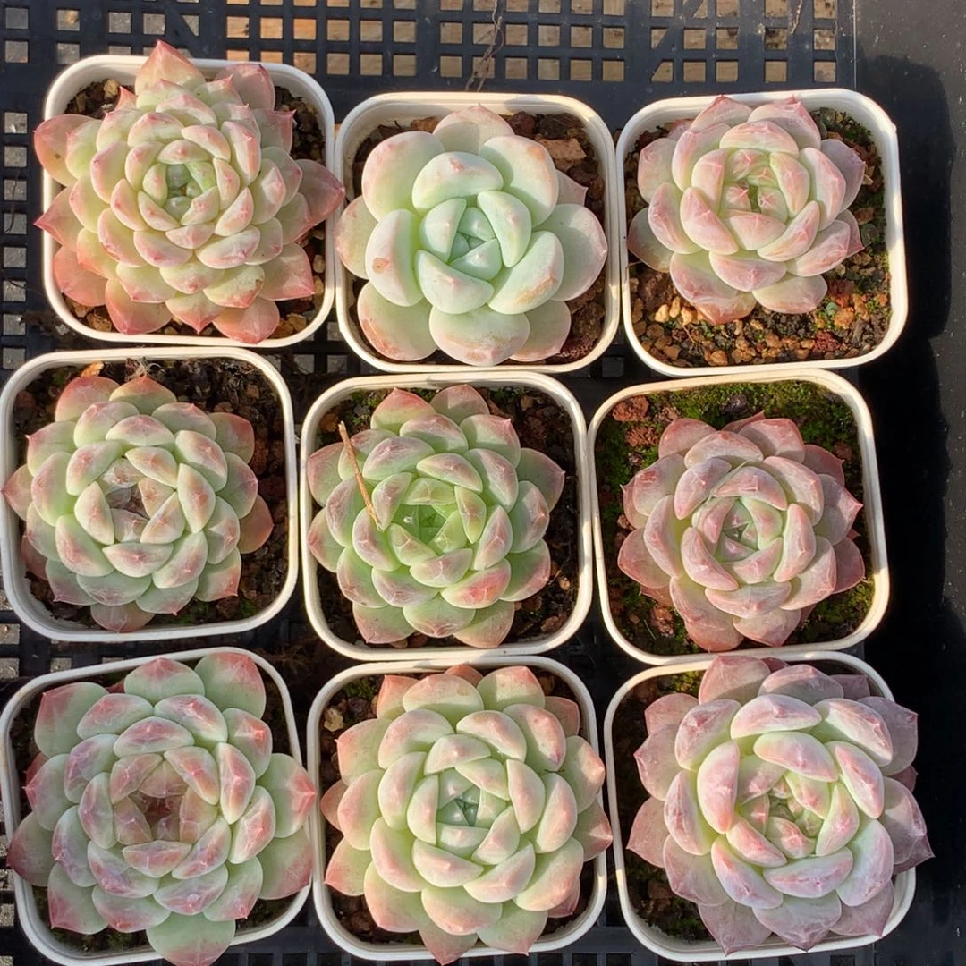 1112-21 套餐一组