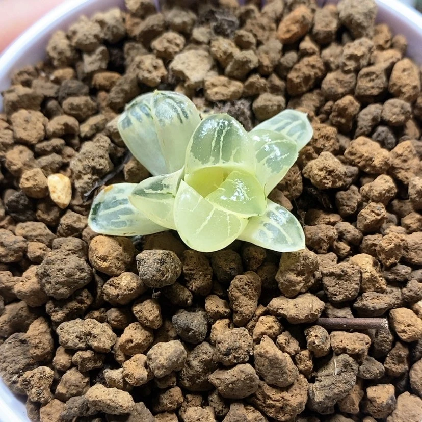 【闪购商品】122糊斑姬翠锦