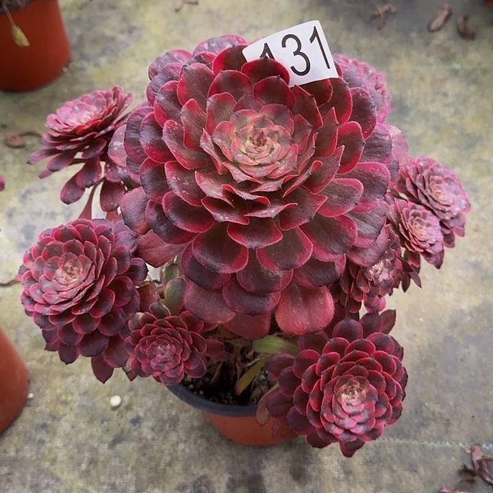 00000000000000131红金刚