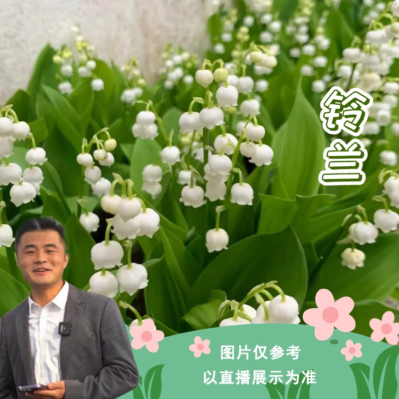 花后铃兰花卉阳台庭院观赏盆栽