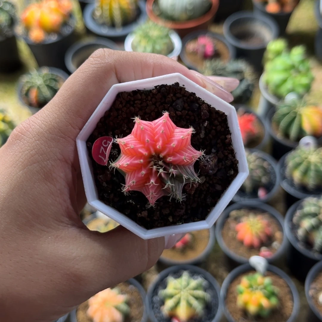 腾*527 带盆土发货