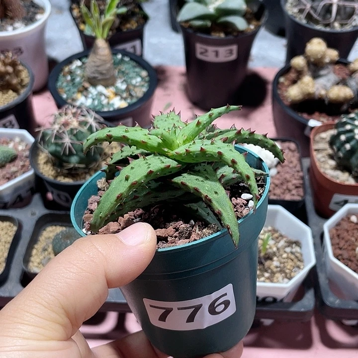 776卡萨帝芦荟植物