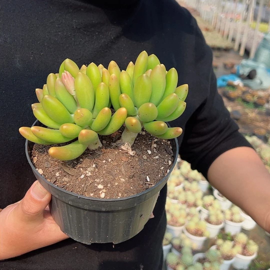 金蝉双头多肉植物