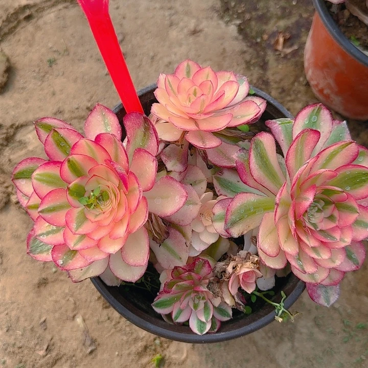 2-20荔枝多肉法师