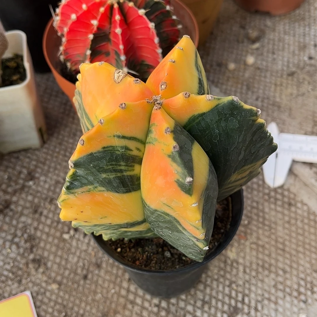 流***姐无花朵鸾凤预警石生跟一颗