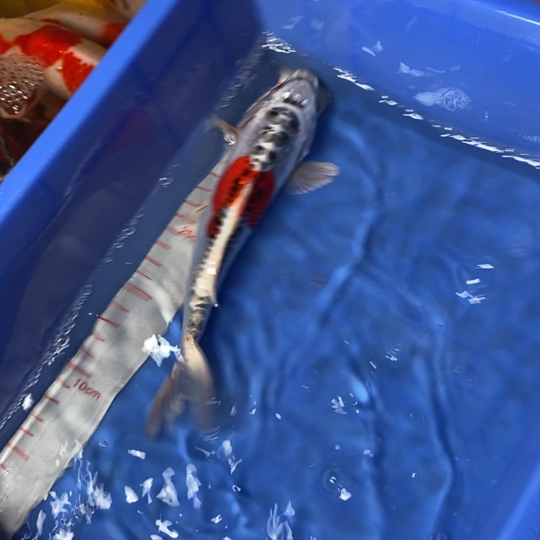 锦鲤冷水锦鲤包邮