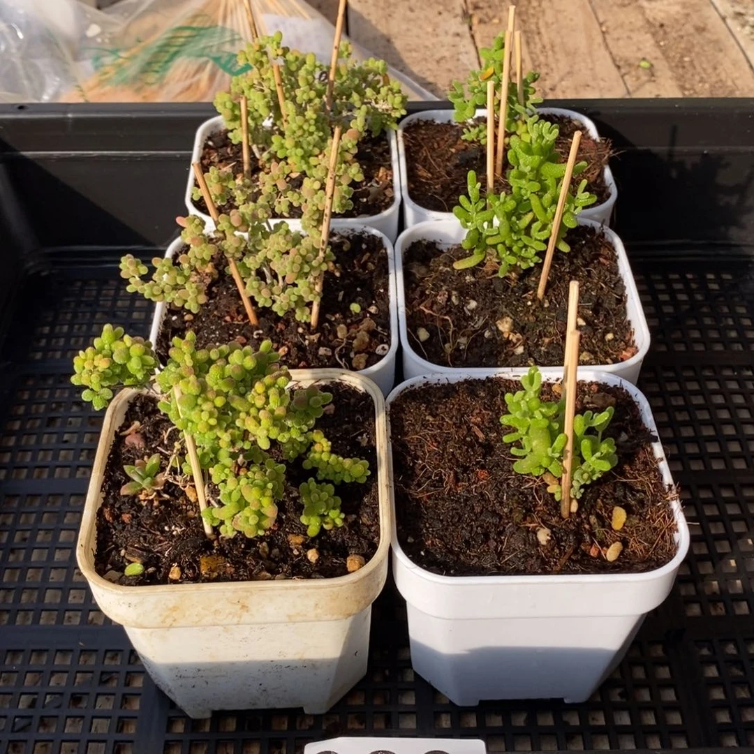 枝干番杏蜜桔糖球026