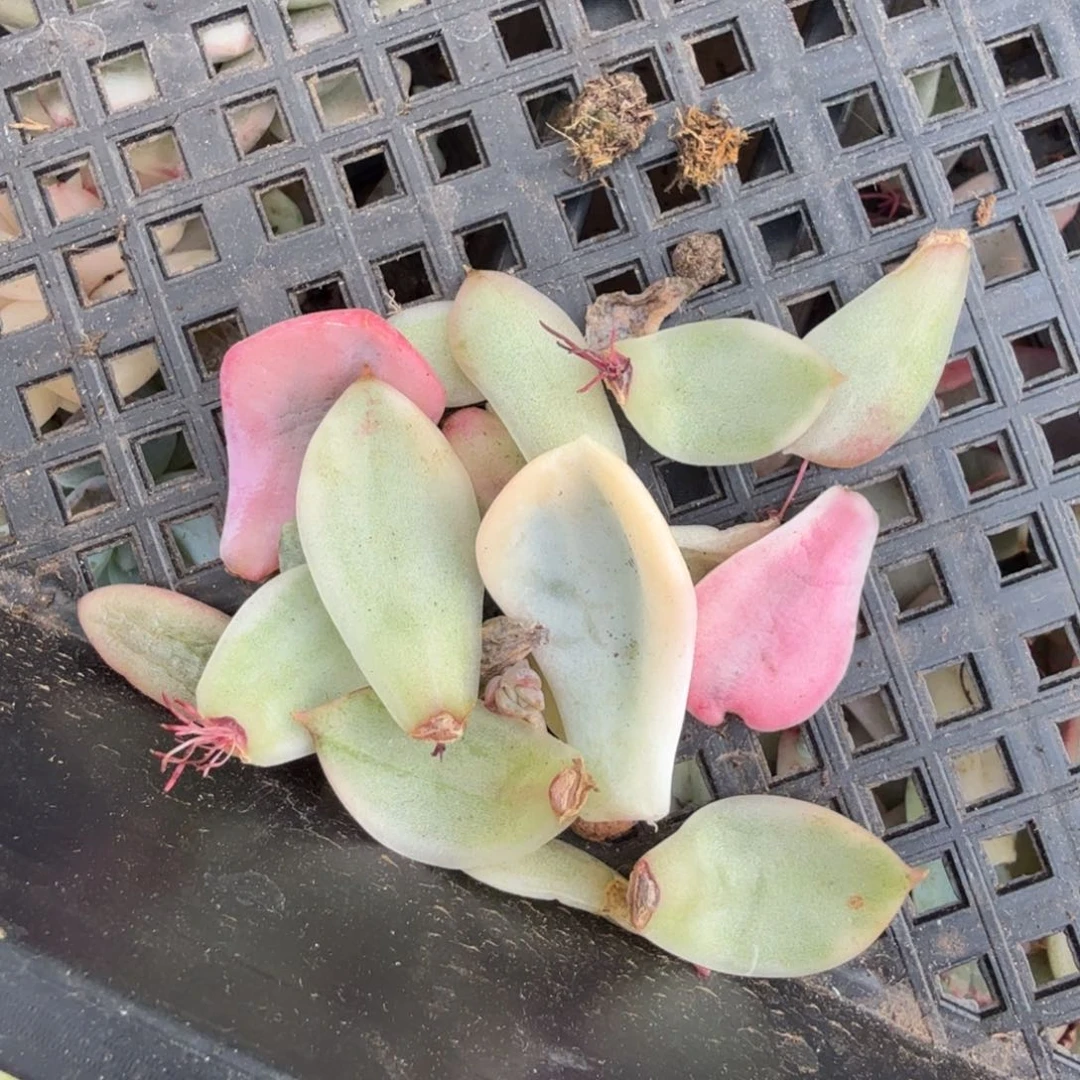 一组叶片的推进腹欧你锦