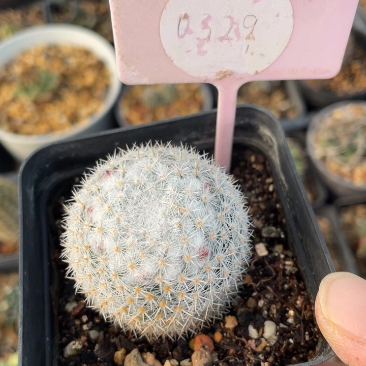 鱼***鱼实生希望丸0329000000