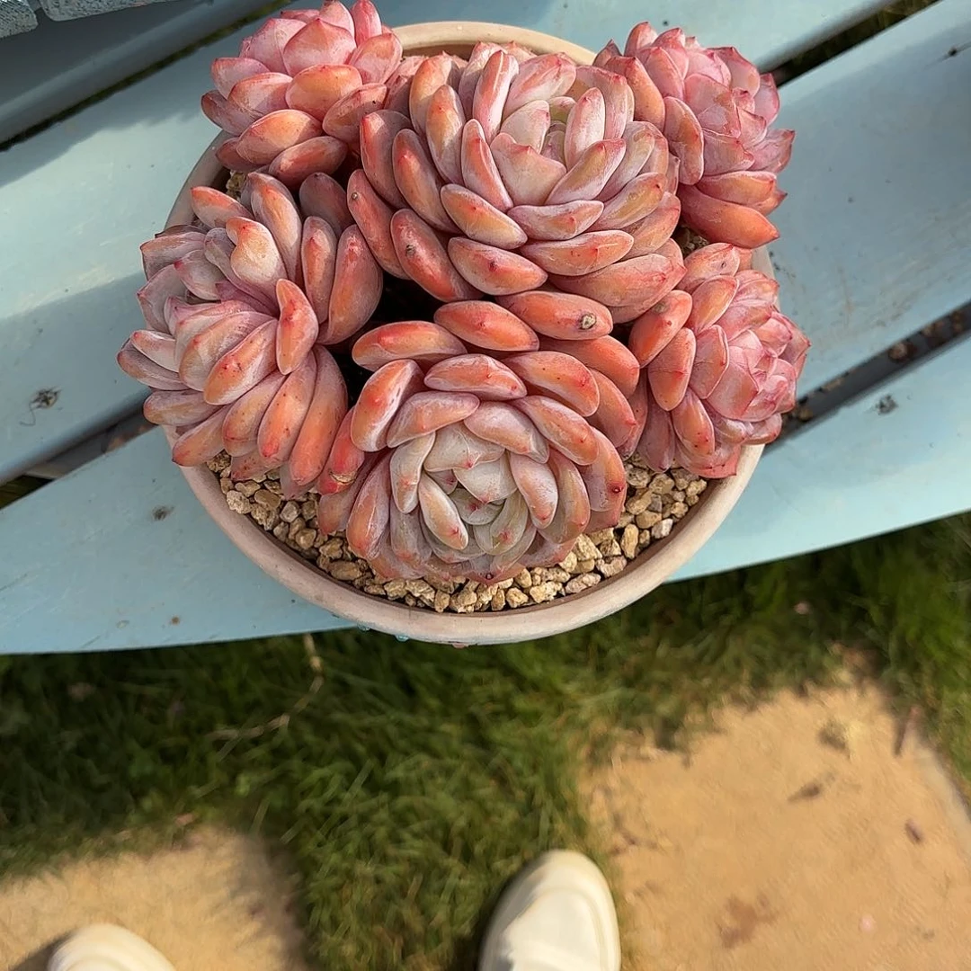星影1111111111111111