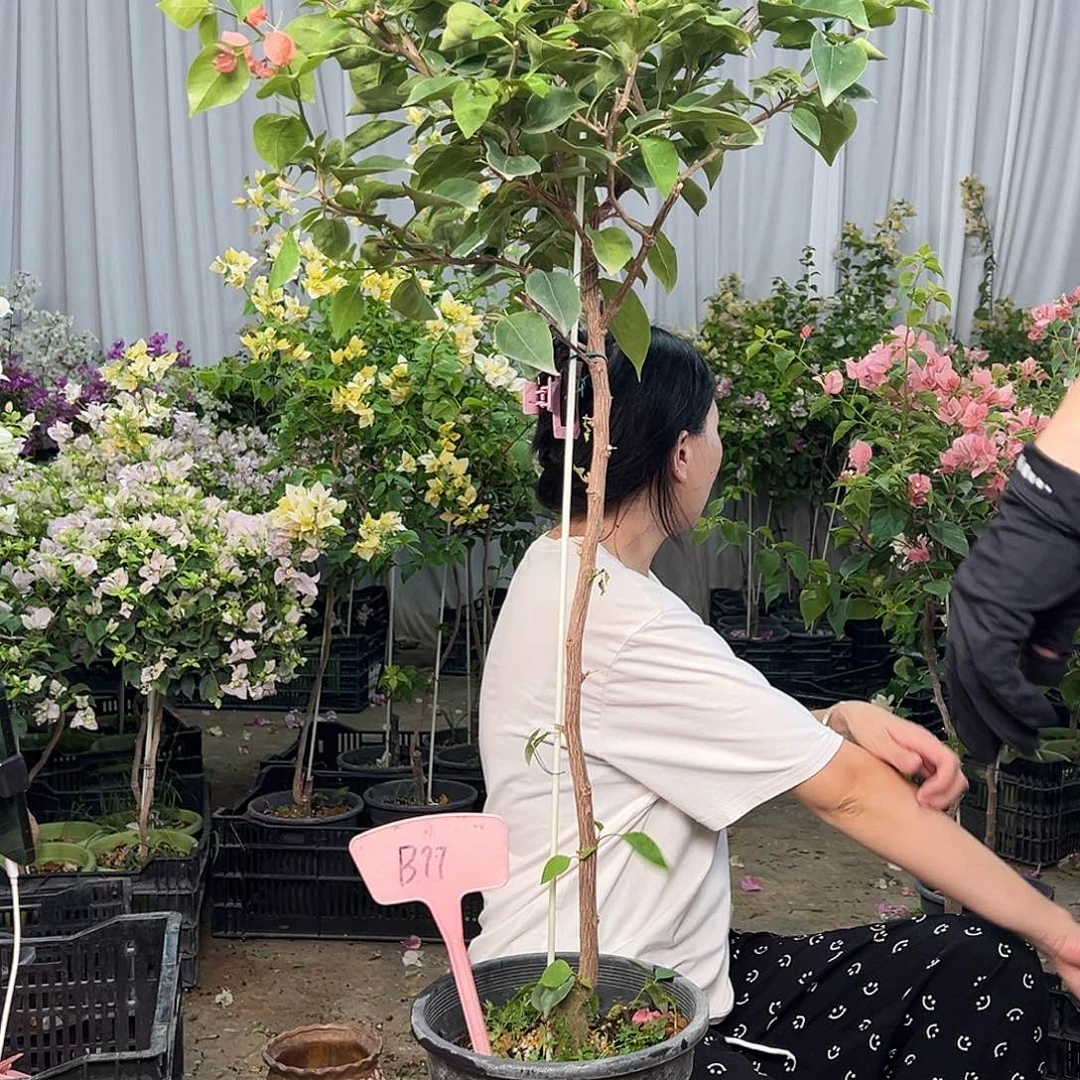 小***高大部分花苞少量开放B97不甜