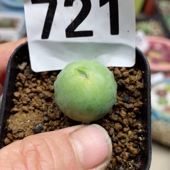 樂*?721嘟嘟嘴带盆l l l l l