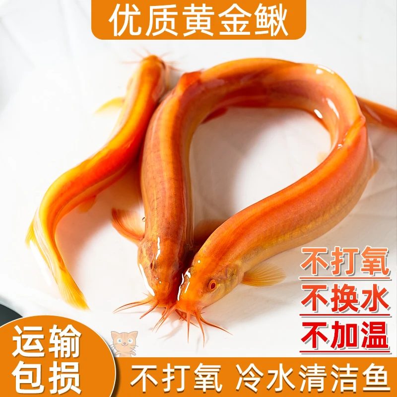 黄金鳅清道夫金龙鳅好养耐活黄金泥鳅淡水活体观赏鱼饲料工具鱼