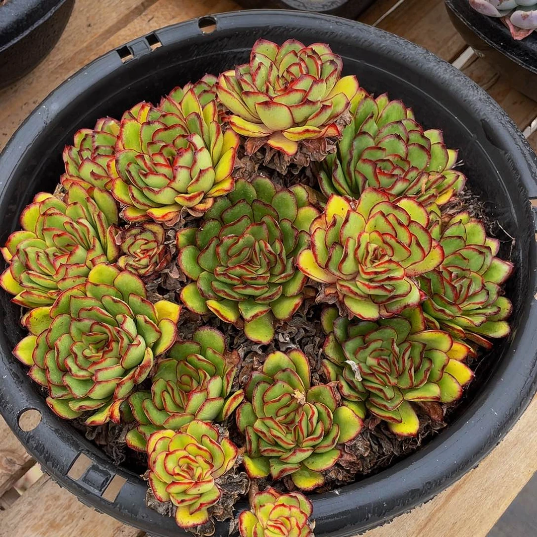 墨西哥灵隐多肉植物