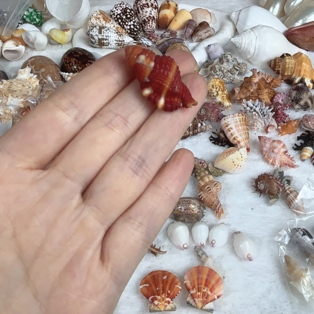 氤***氲天然海螺贝壳标本福利
