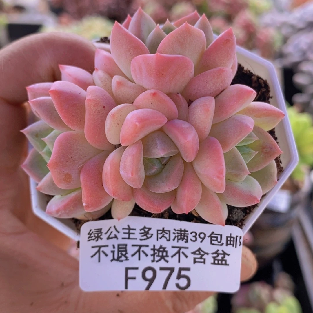 冰冰7cm975多肉植物