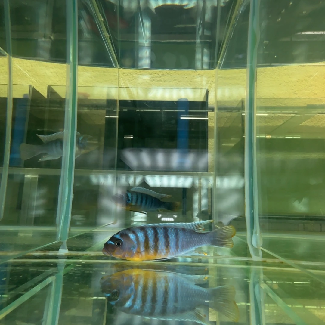 海水鱼C0153-伊孔贝10公分
