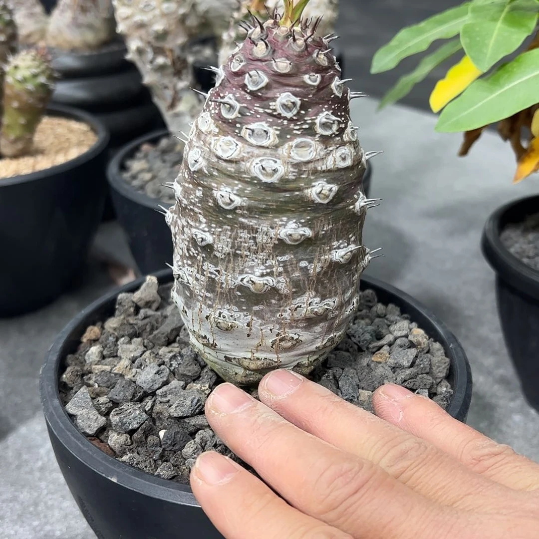 葛*爷大瓶干888888888