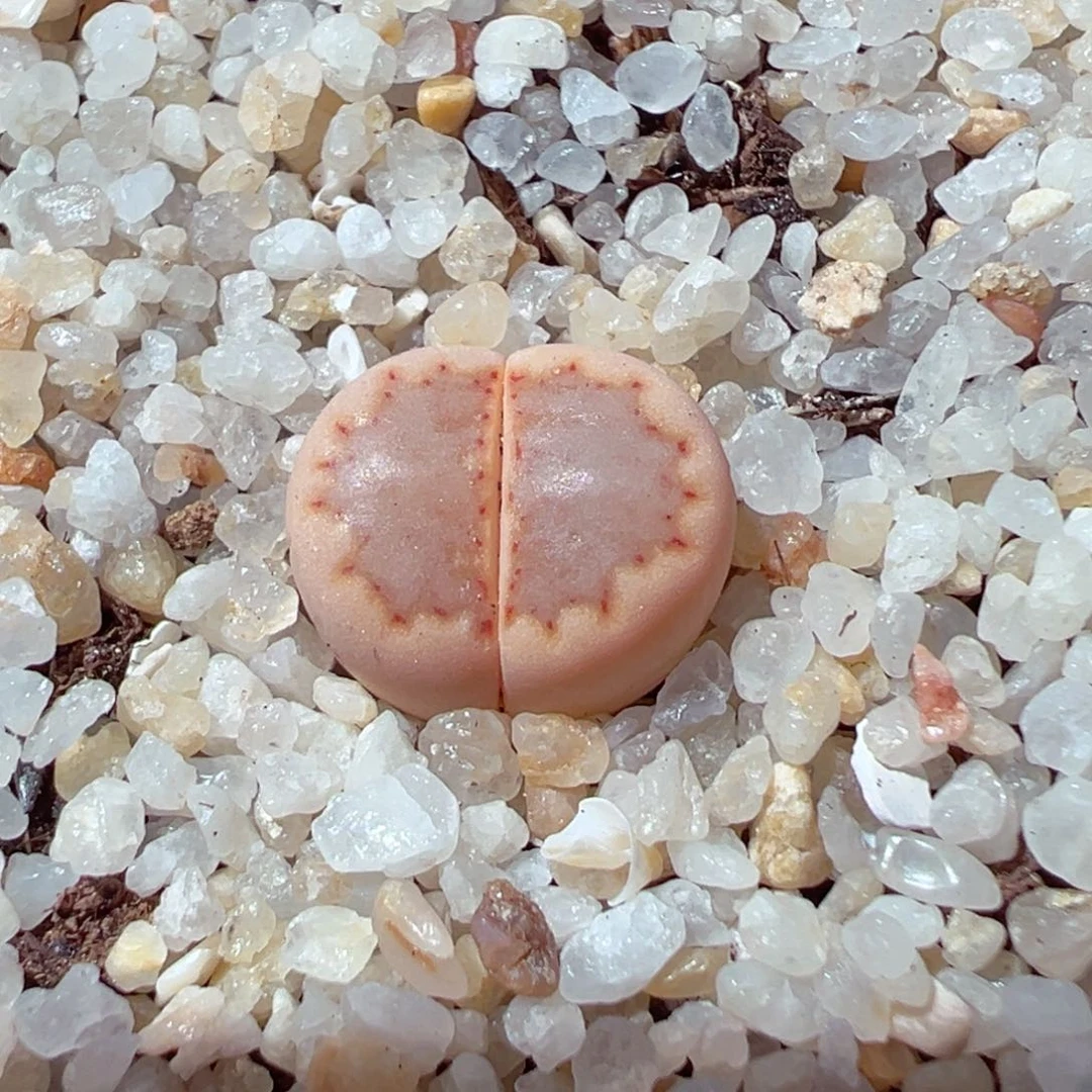 220-598多肉粉饼干