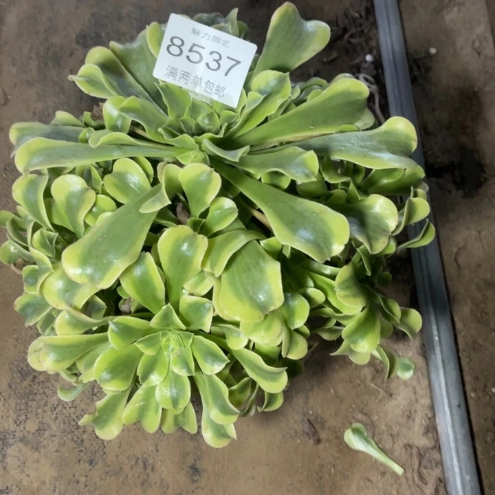 8537绿豆沙的人多肉的