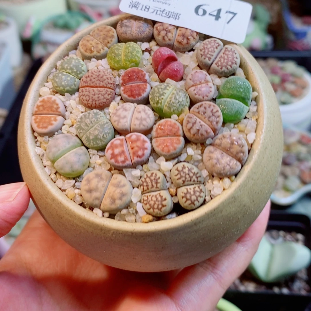 生石花花花花开了647