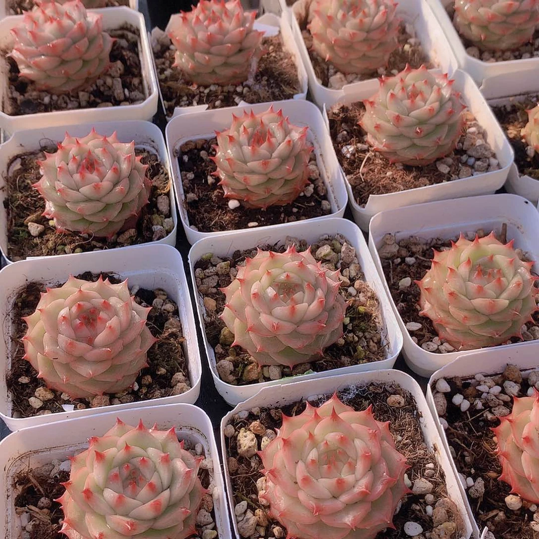 满江红4公分左右13456年78899990000