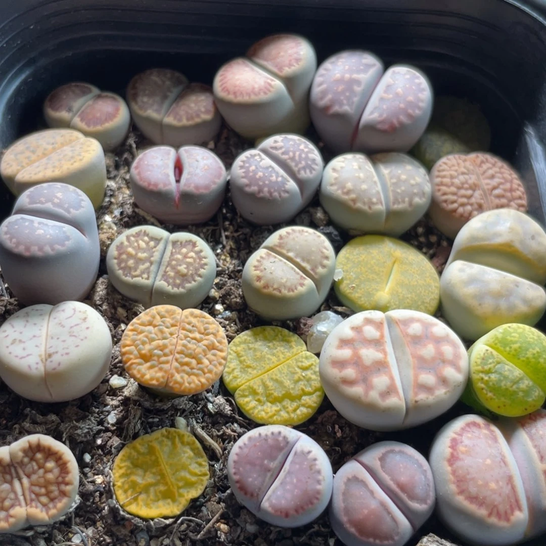 大盆特价一物一拍～25