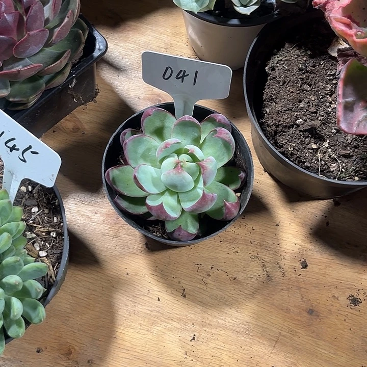 小****0000000000000000041