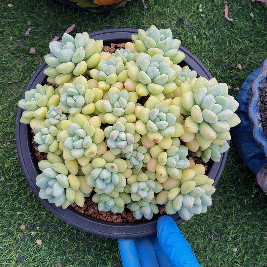 泡泡糖老桩一物一拍