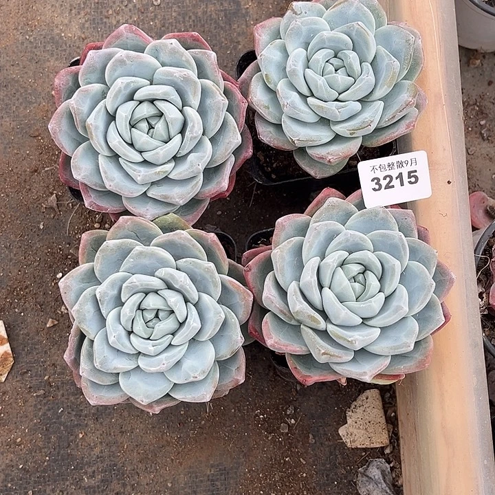阿雅园艺。         3215