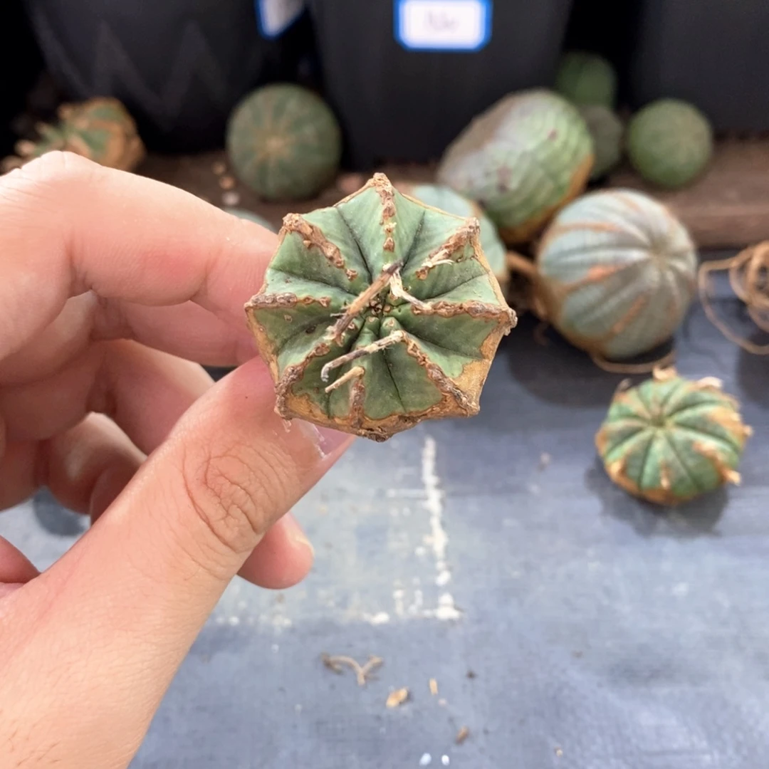 14原产地法利达多肉植物