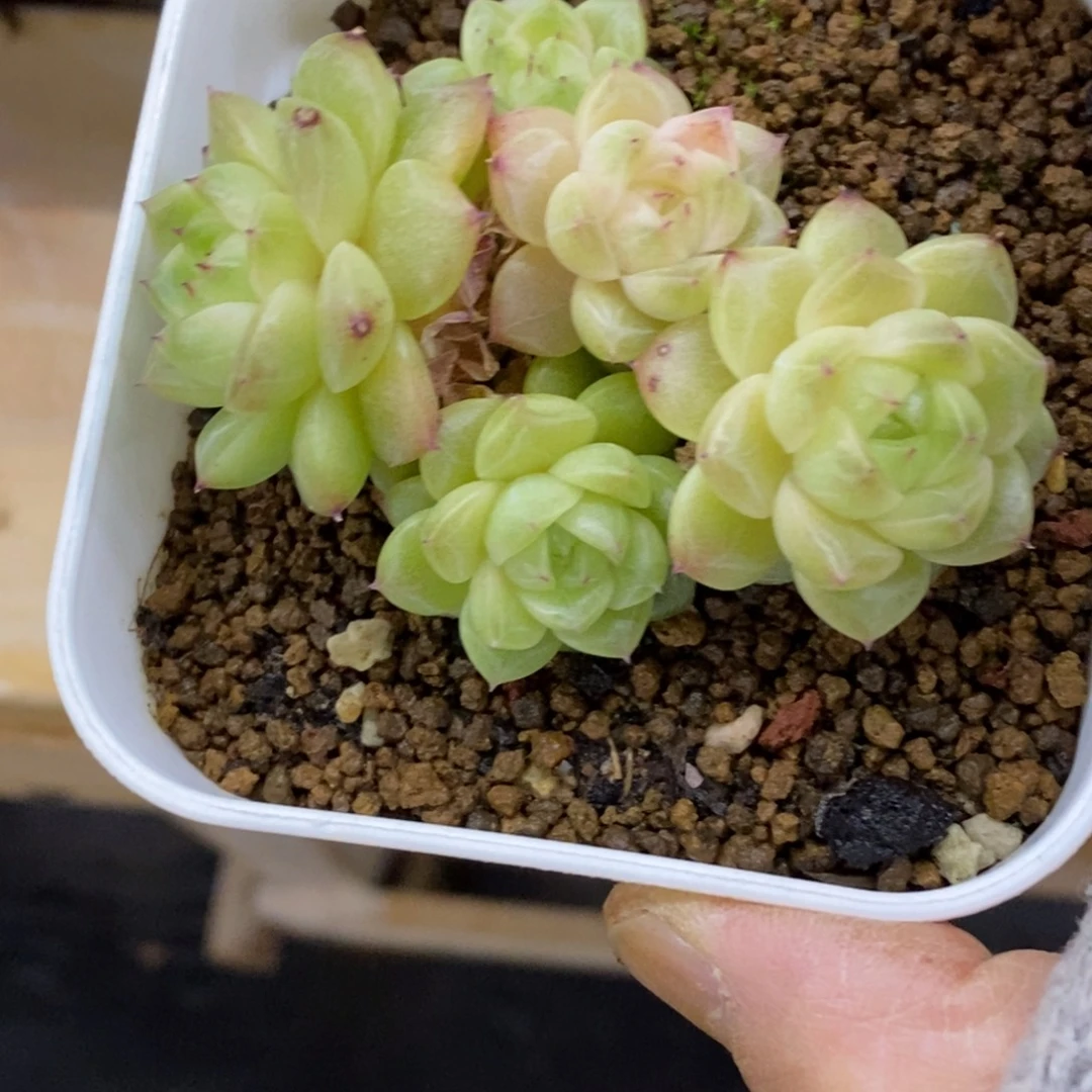 精品多肉一物一拍不包整383