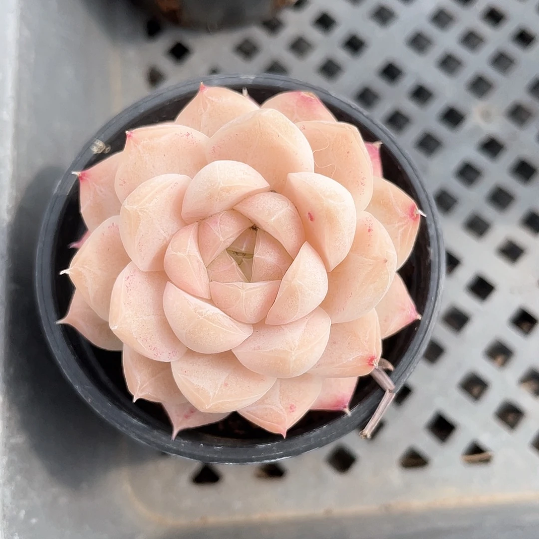 优选女王福利9223