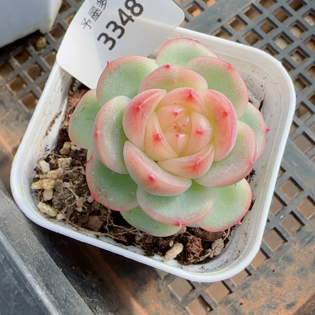 新品珍妮，3348多肉植物