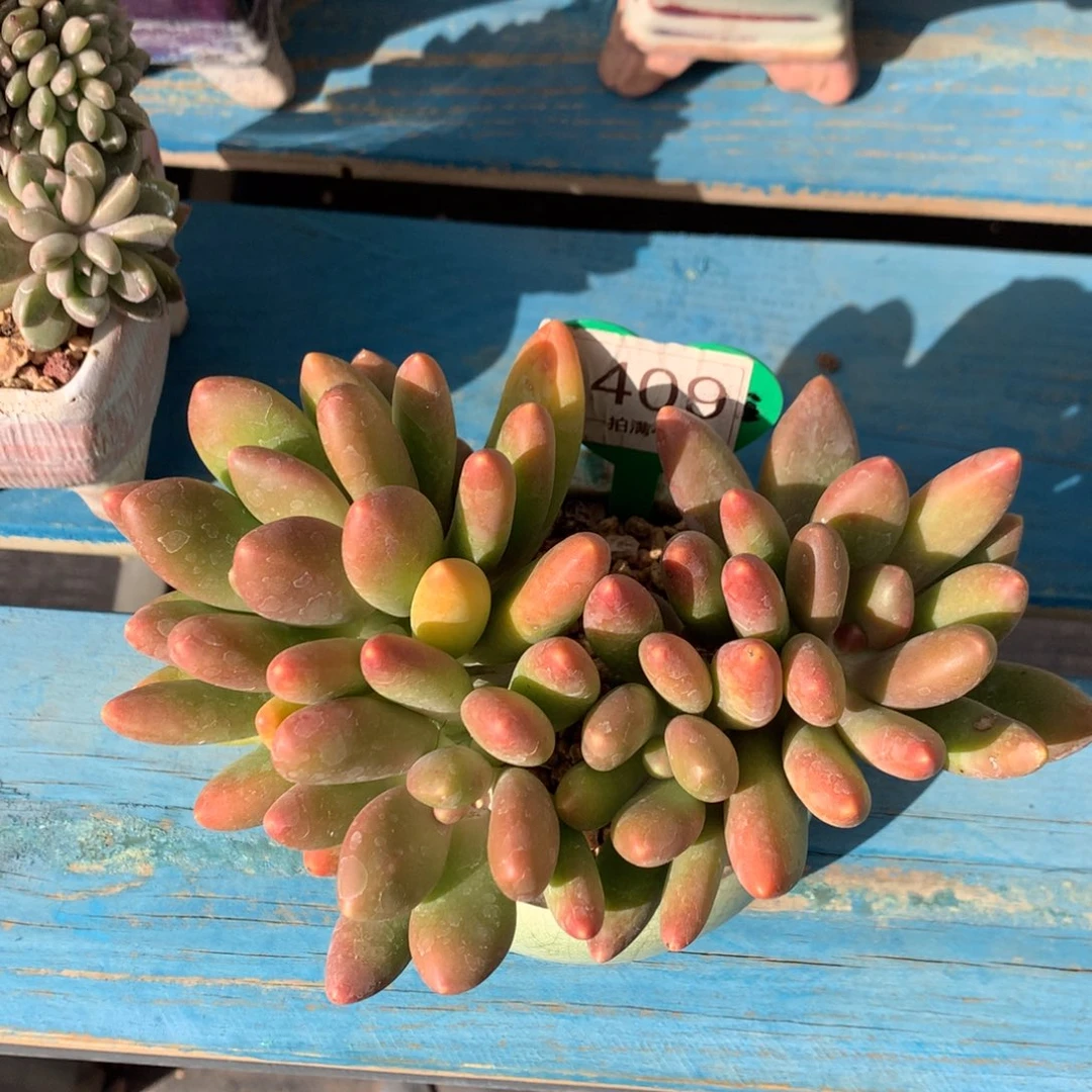 芒果奶无砍平头1409