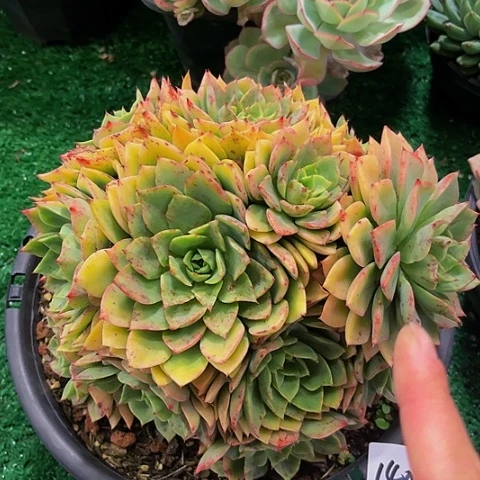 用****3贝娜多拉1402