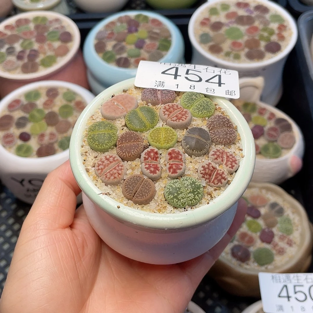 相遇开播福利454